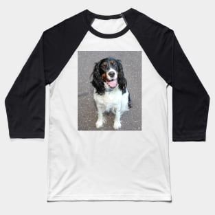 english springer spaniel black white tan sitting Baseball T-Shirt